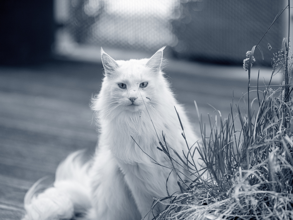 Norvegien Anicura France Norvegien Anicura France