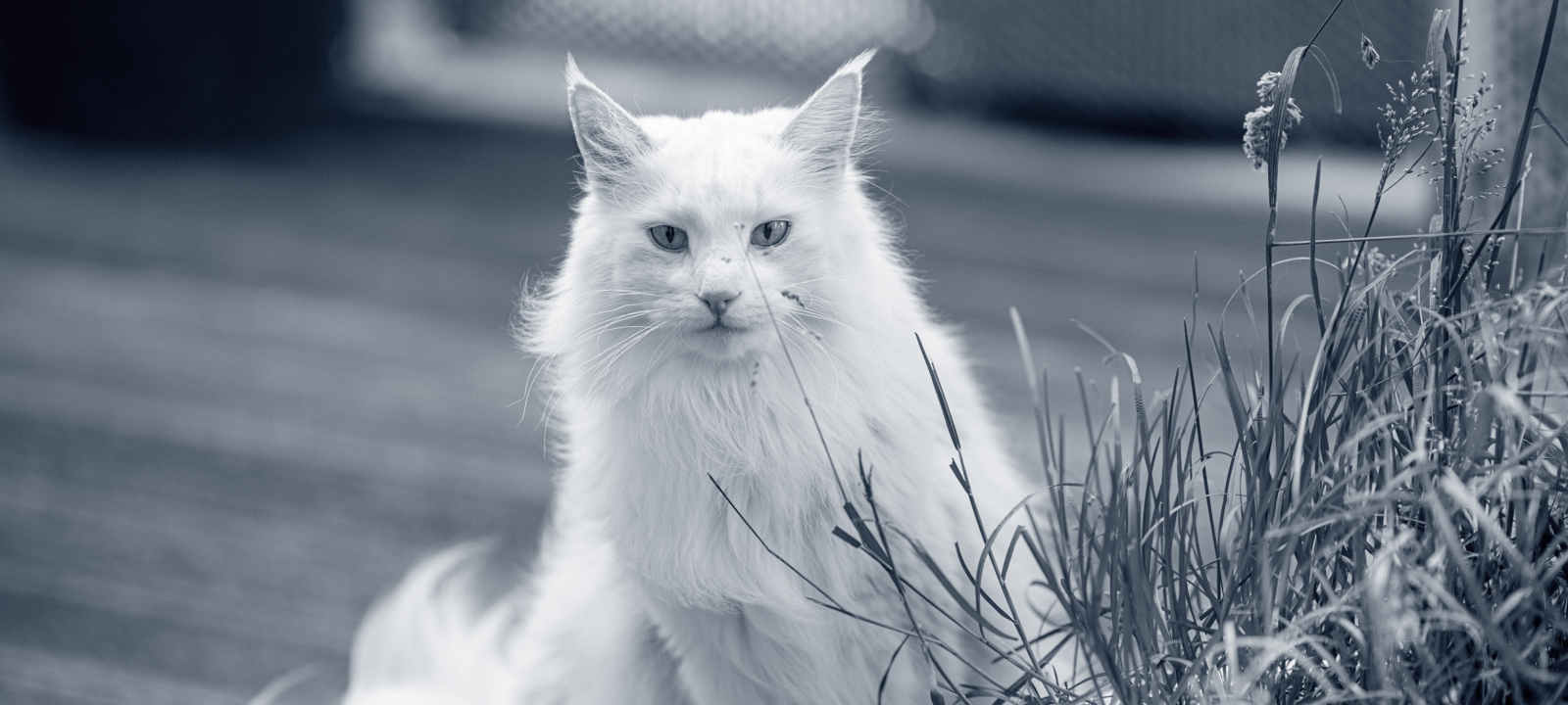 Norvegien Anicura France Norvegien Anicura France