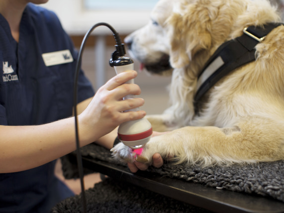 Thérapie laser pour chien