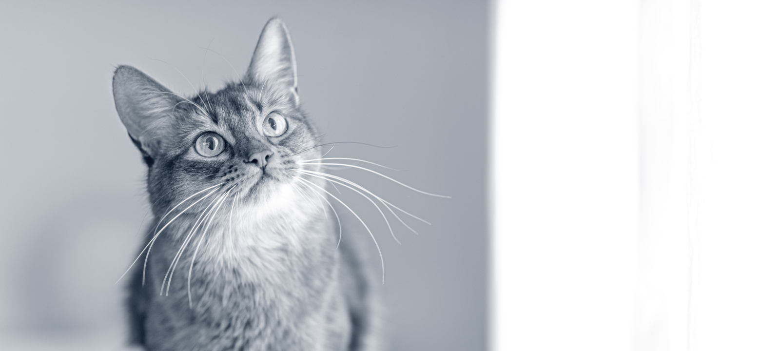 Somali Anicura France Somali Anicura France