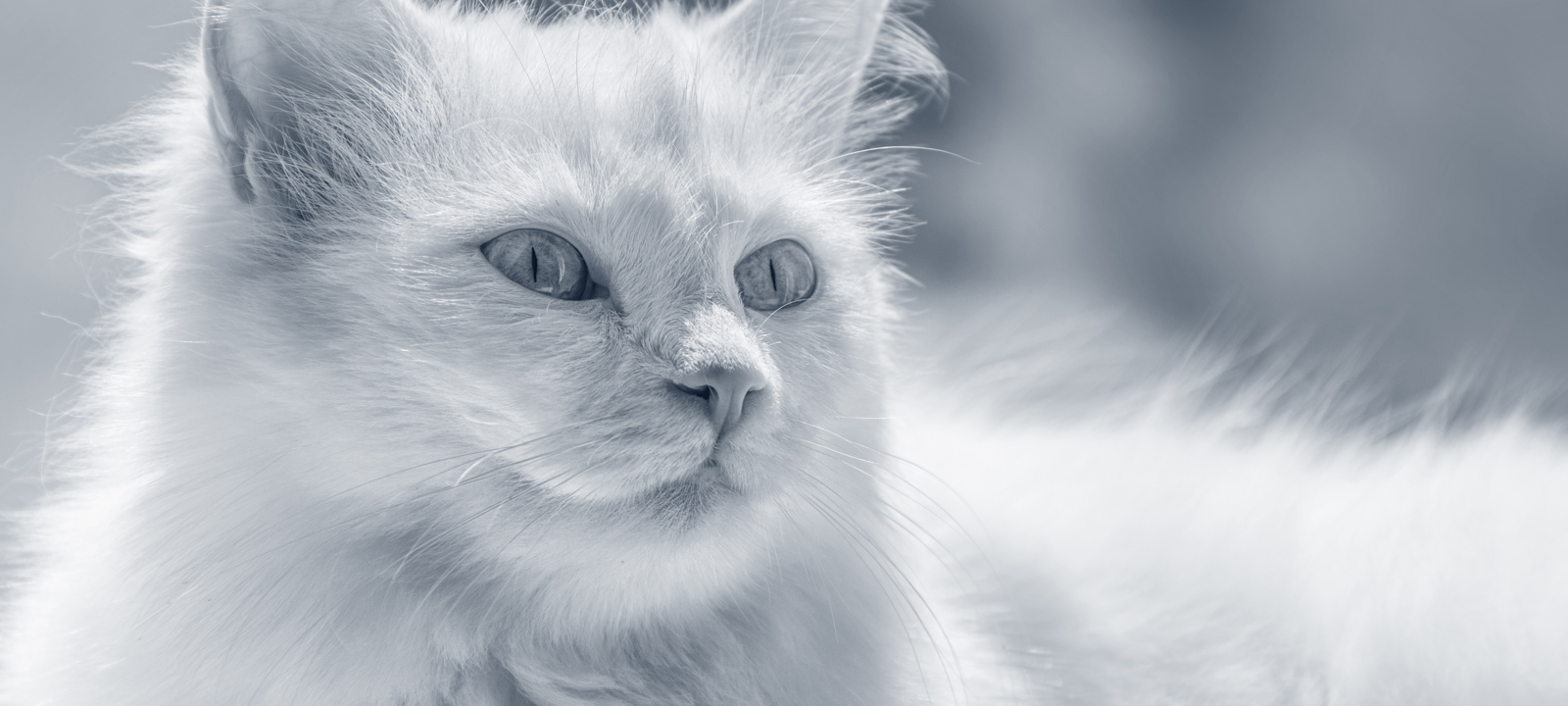 Angora Turc Anicura France Angora Turc Anicura France