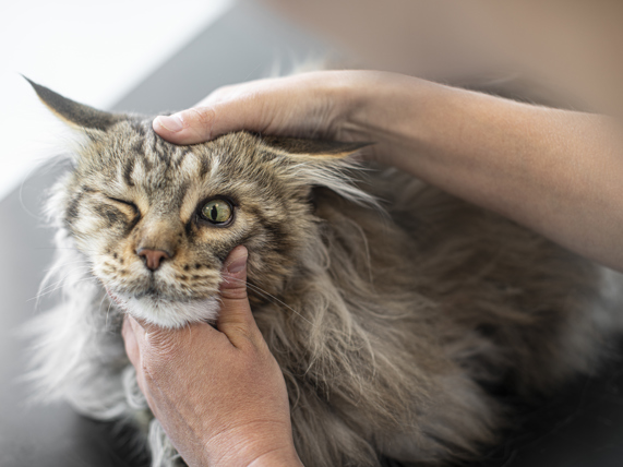 Ulcere De La Cornee Chez Le Chat Anicura France Ulcere De La Cornee Chez Le Chat Anicura France