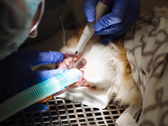 Extraction dentaire pour le chat
