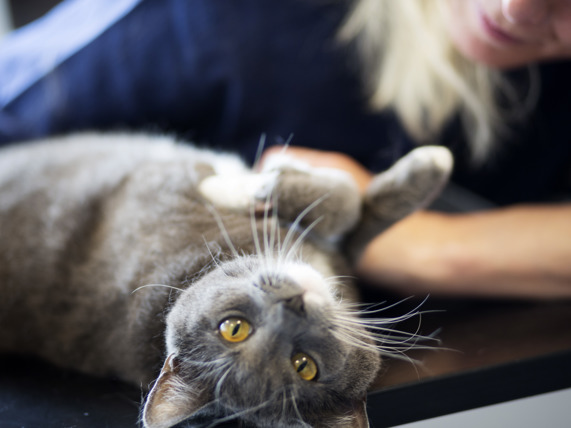 Lipome Boule De Graisse Chez Le Chat Anicura France Lipome Boule De Graisse Chez Le Chat Anicura France