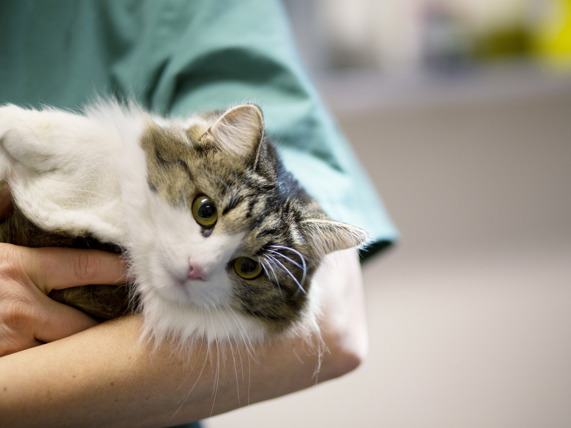 Chat Qui A Du Mal A Respirer Dyspnee Chat Anicura France Chat Qui A Du Mal A Respirer Dyspnee Chat Anicura France