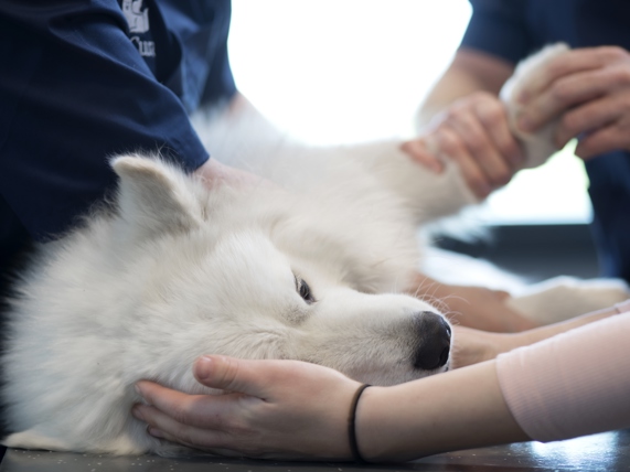 Prise En Charge D Un Chien Paralyse Anicura France Prise En Charge D Un Chien Paralyse Anicura France