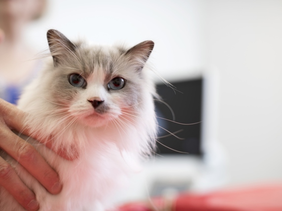 Insuffisance Cardiaque Chat Cause Symptome Traitement Anicura France Insuffisance Cardiaque Chat Cause Symptome Traitement Anicura France