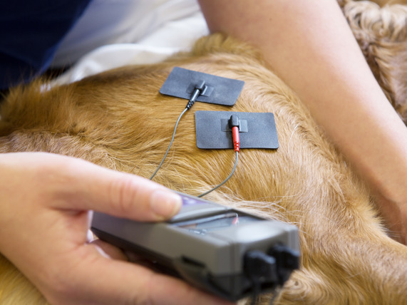 Électrothérapie chez le chien