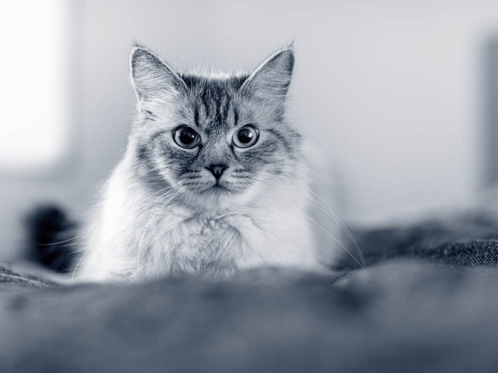 Neva Masquerade Anicura France Neva Masquerade Anicura France