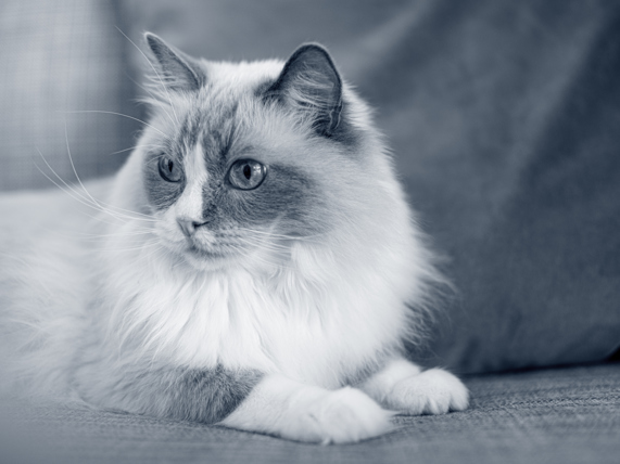 Arthrose Chez Le Chat Reconnaitre Les Symptomes Et Soigner L Arthrose Anicura France Arthrose Chez Le Chat Reconnaitre Les Symptomes Et Soigner L Arthrose Anicura France