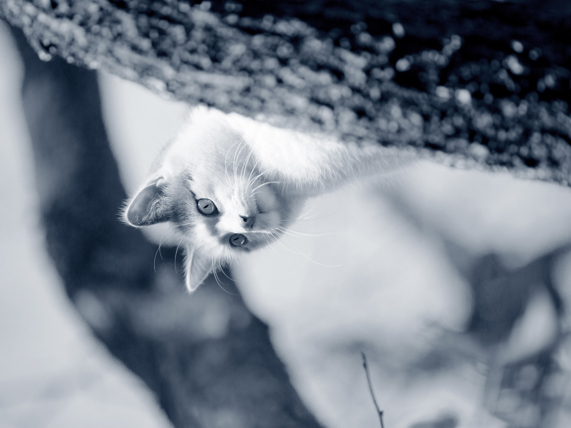 Mon Chat Est Deshydrate Que Faire Anicura France Mon Chat Est Deshydrate Que Faire Anicura France