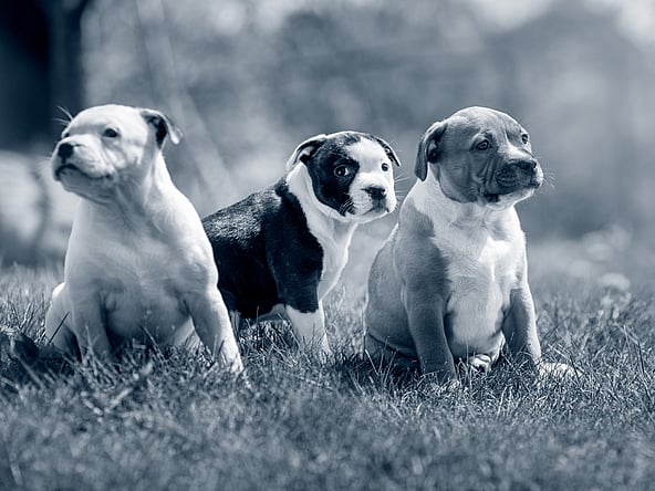 La socialisation de votre chiot