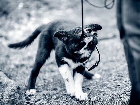 Un chien en laisse.