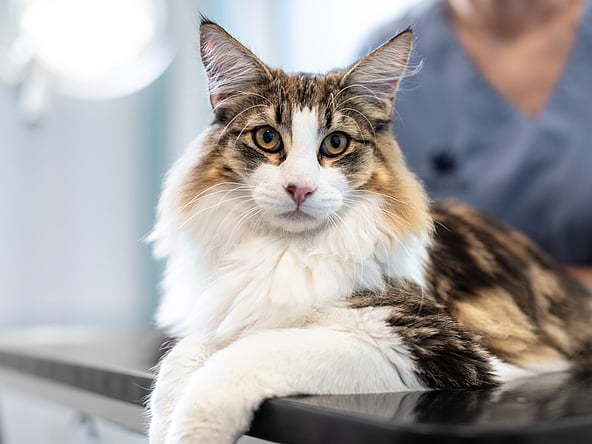 Un chat allongé sur une table.