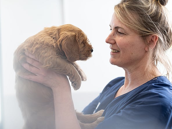 Une personne tenant un chiot.