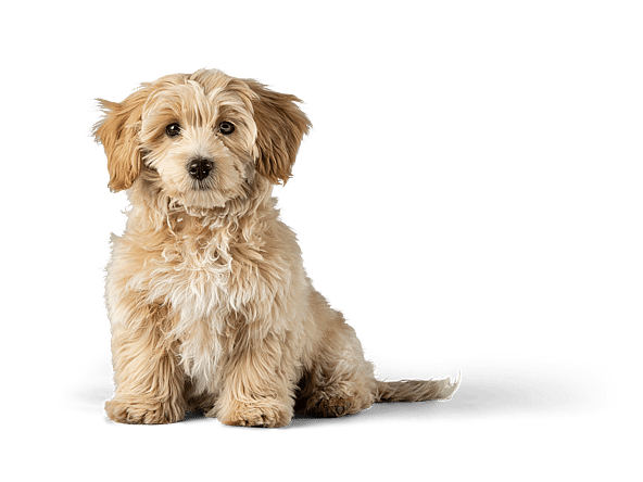 Un chien assis sur le sol.