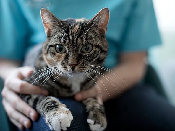 Chat qui boit et urine beaucoup
