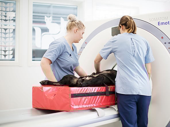 Une personne et un chien examinés par un médecin.