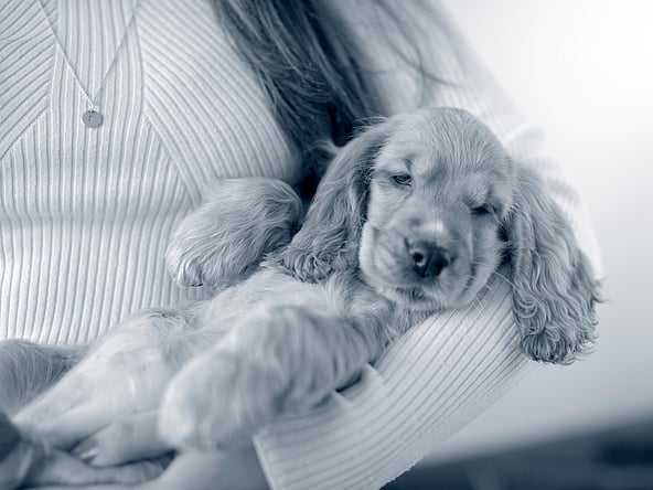 Une personne tenant un chiot.