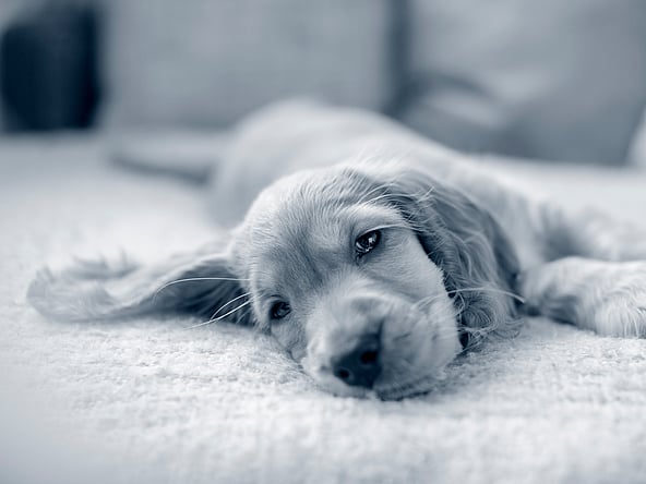 Apprendre à son chiot à rester seul à la maison