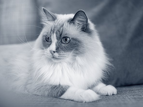 Un chat allongé sur un canapé.