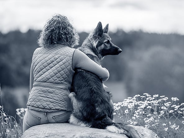Transporter son chiot en voiture