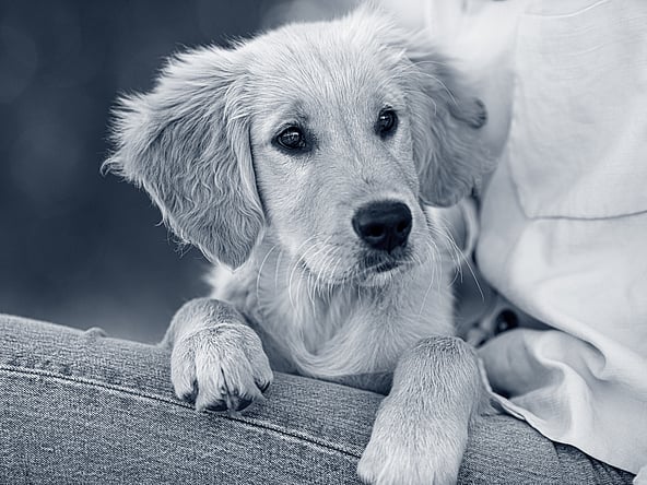 Préparer sa maison pour accueillir un chiot