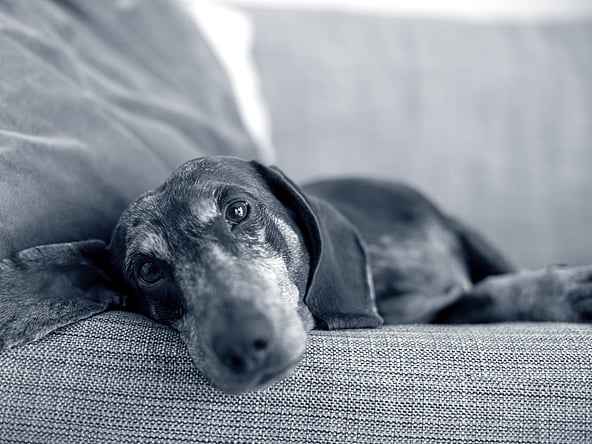 Prévenir l'obésité chez son chien