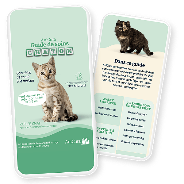 Une paire de cartes avec des images d’un chat.