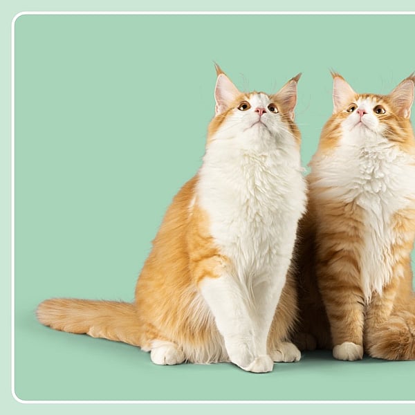 Deux chats assis l’un à côté de l’autre.