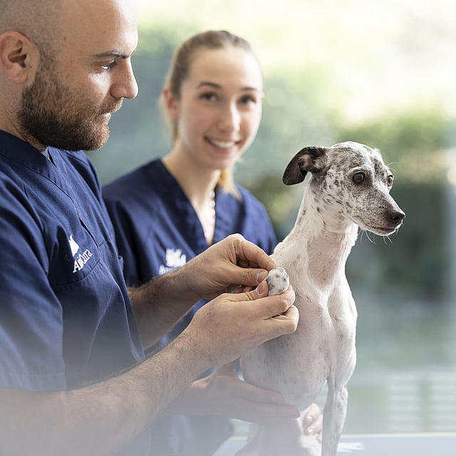 Une personne et une personne tenant un chien.