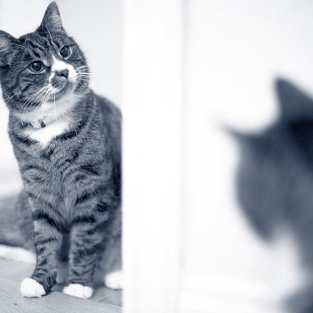 Examen orthopédique pour le chat