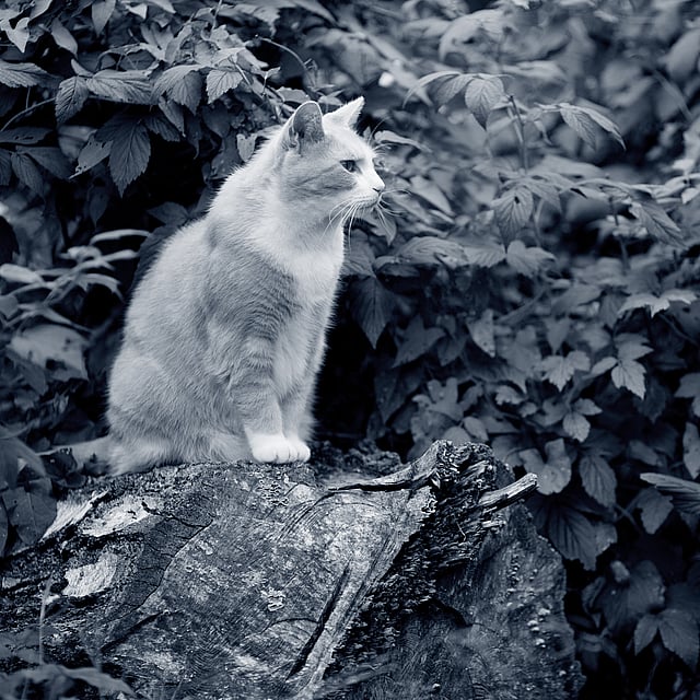 Chat qui ne mange pas
