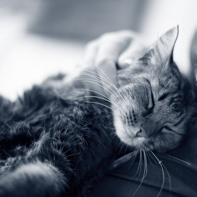 Un chat couché sur les genoux d’une personne.