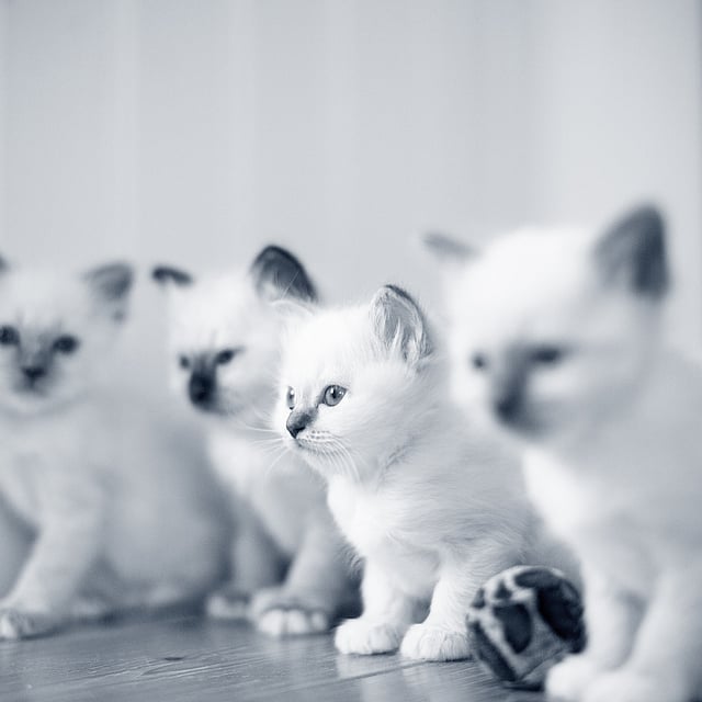 Un groupe de chatons assis sur un plancher de bois.