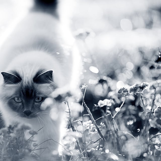 Un chat se promenant dans un champ de fleurs.