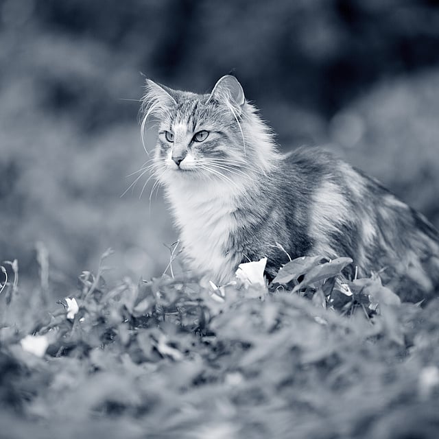 Gastrite chez le chat