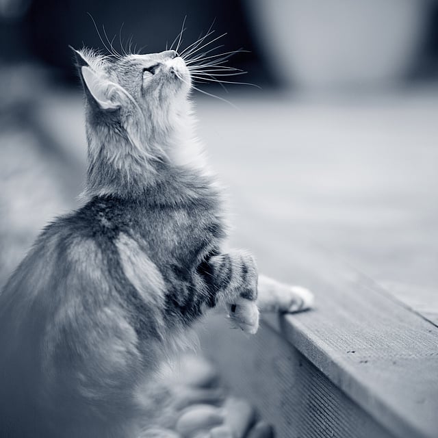Cat looking at the sky