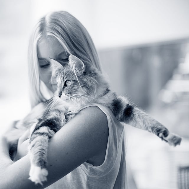 Maladies des voies urinaires chez le chat