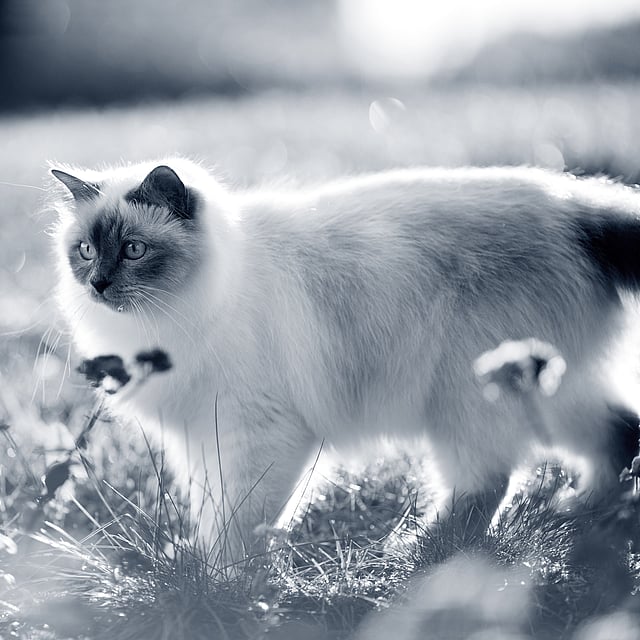 Un chat debout dans l’herbe.