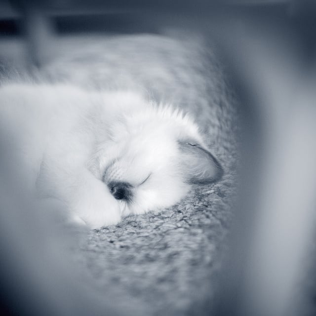Un chat dormant sur un tapis.