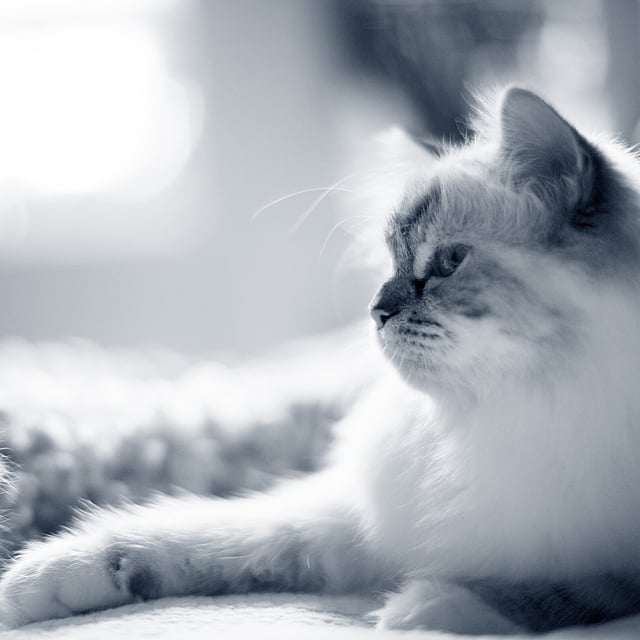 Diabète chez le chat