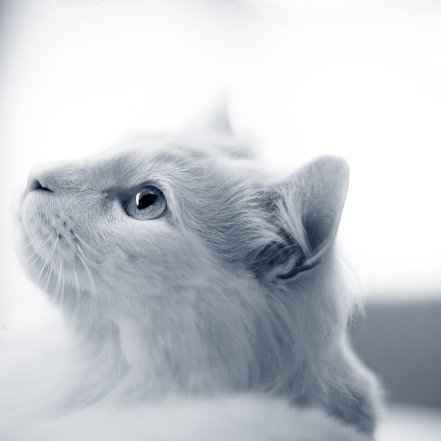 Pancréatite chez le chat