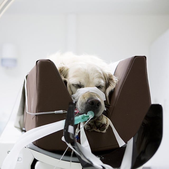 Scanner (Tomodensitométrie) chez le chien