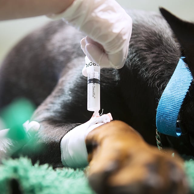 Traitement de la douleur chez le chien