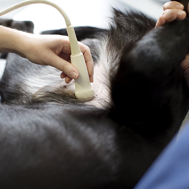 Une personne utilisant un appareil à ultrasons pour vérifier l’estomac d’un chien.