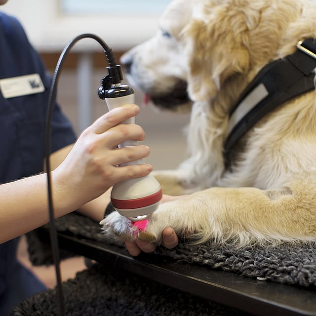 Thérapie laser pour chien