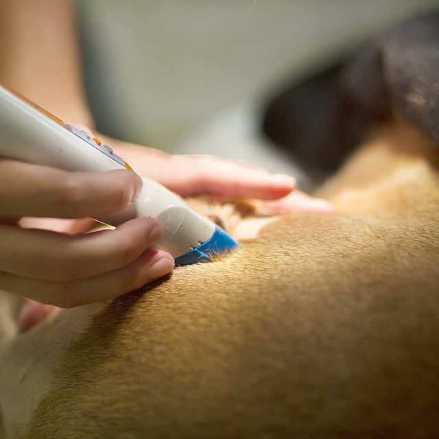 Échographie cardiaque chez le chien