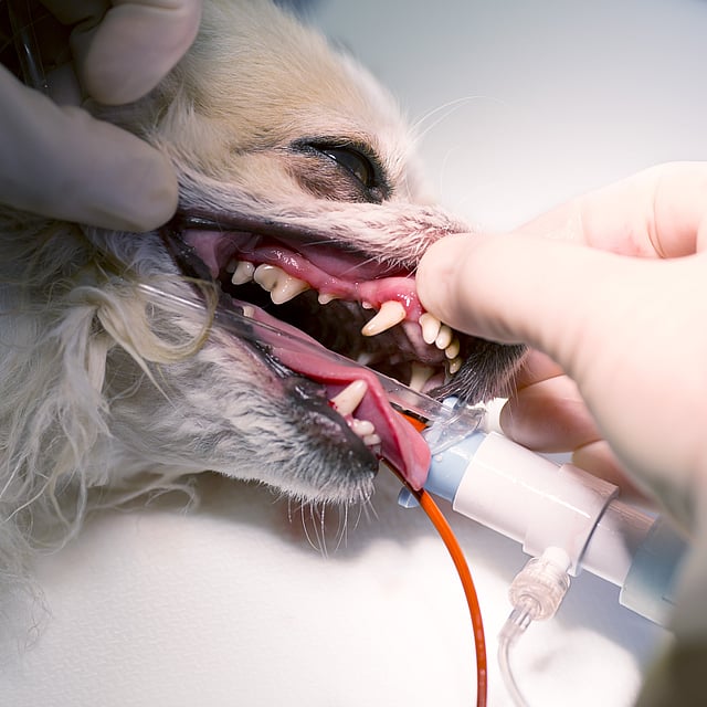 Fracture dentaire chez le chien