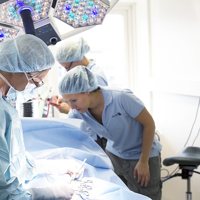 Chirurgie des oreilles, museau et cou chez le chien